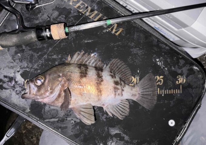 渡船を使って沖磯でライトゲーム！