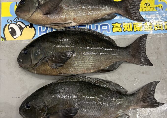 宇和島方面でグレ良型釣れてます！