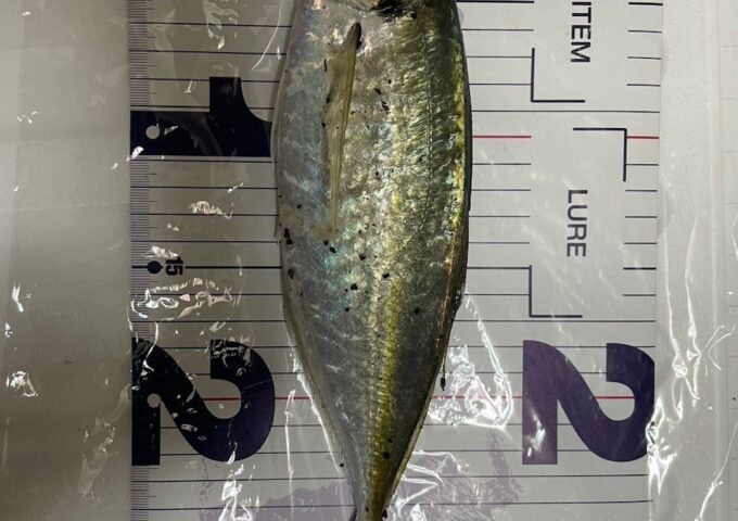 尺アジ好調です！