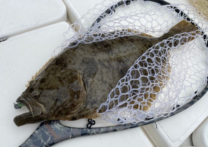 ボートフラット釣れてます！