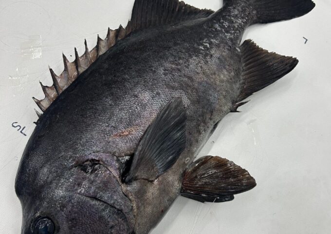 石鯛釣れてます！！