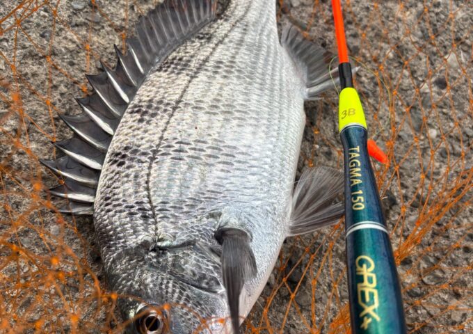 スタッフ釣果　フカセチヌ