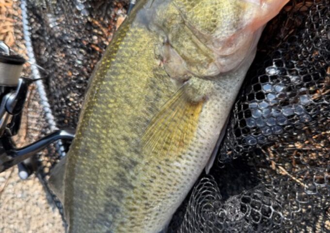 スタッフ釣果！バスフィッシング