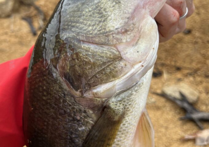 絶賛春爆開幕中‼
