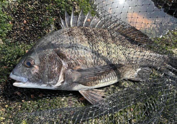 高松方面での黒鯛の釣果