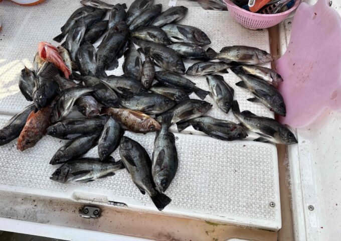 船メバルでのメバルの釣果