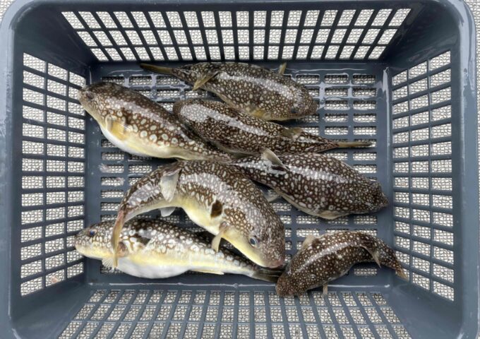 船でのフグ釣り