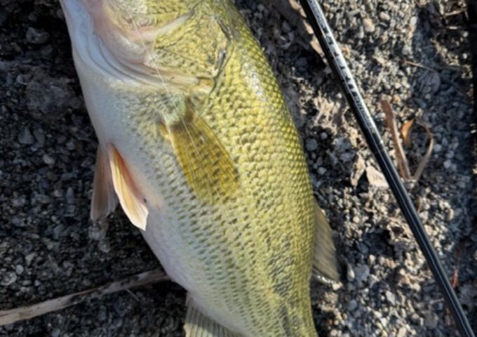 プリスポーン本格化！レベルミノーで連日バス好調です♪