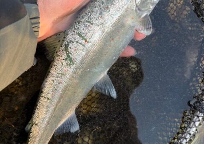 仁淀川　アマゴ釣れてます