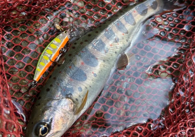 渓流釣り行ってきました！