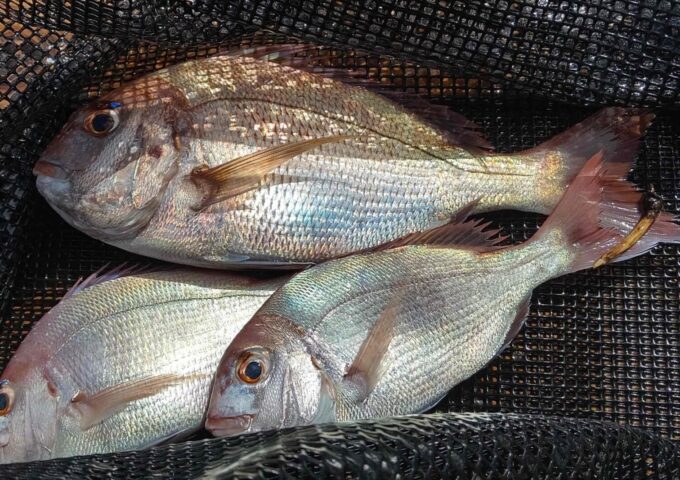 フカセ釣りで真鯛の釣果が出ております。