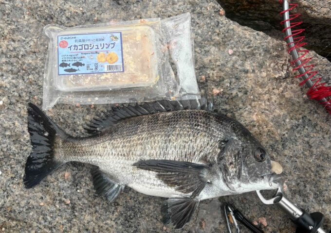 まだまだ黒鯛釣れております！