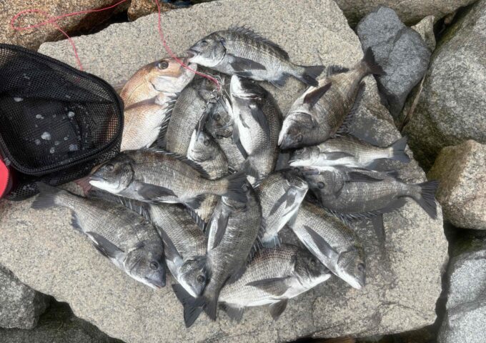 高松沖堤防での黒鯛の釣果