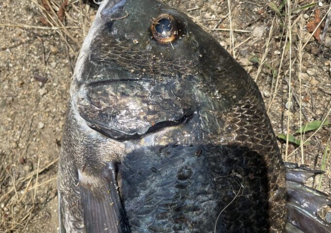 チヌ釣れてます！