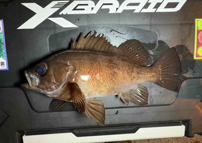 徳島メバリング