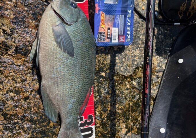 スタッフ釣果！高知県東部グレ