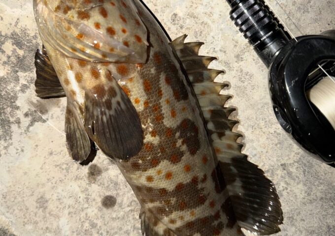 チャイロマルハタ釣れてます！