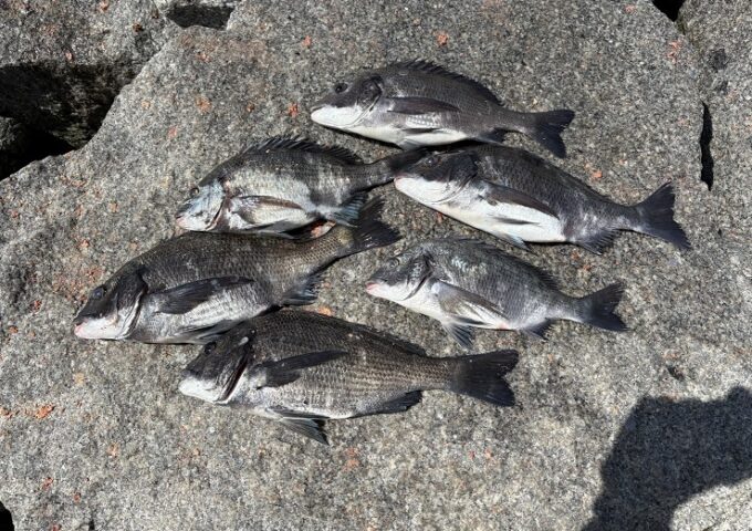 高松沖での黒鯛の釣果