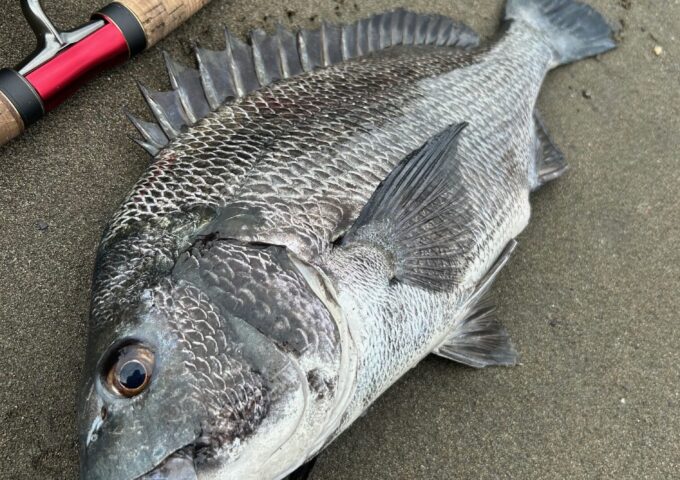 チニング好調です！