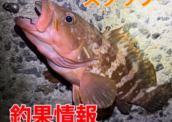 アコウ始まりました‼