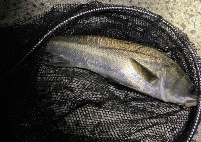 高松方面波止にてシーバスの釣果