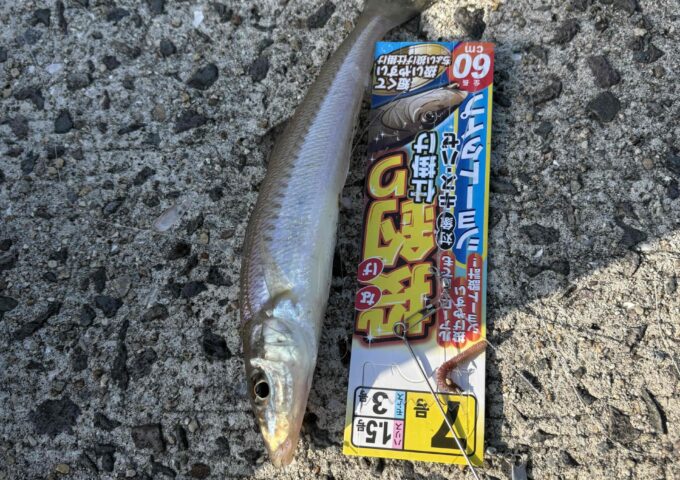 チョイ投げ釣りにてキスの釣果