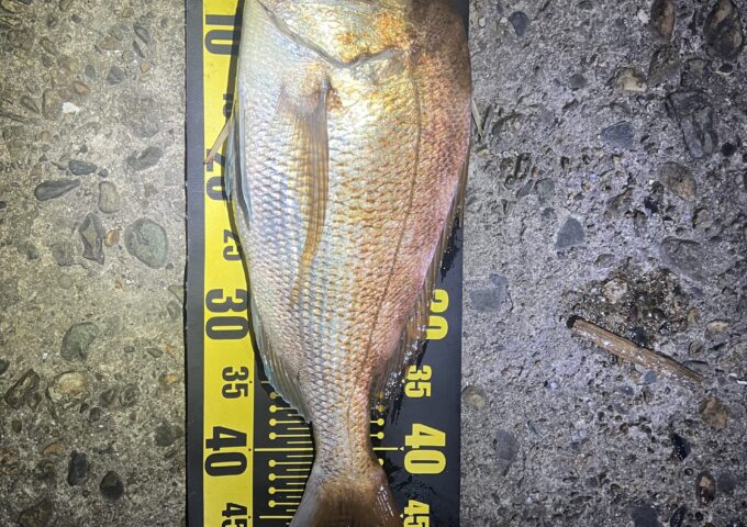 真鯛釣れてます！