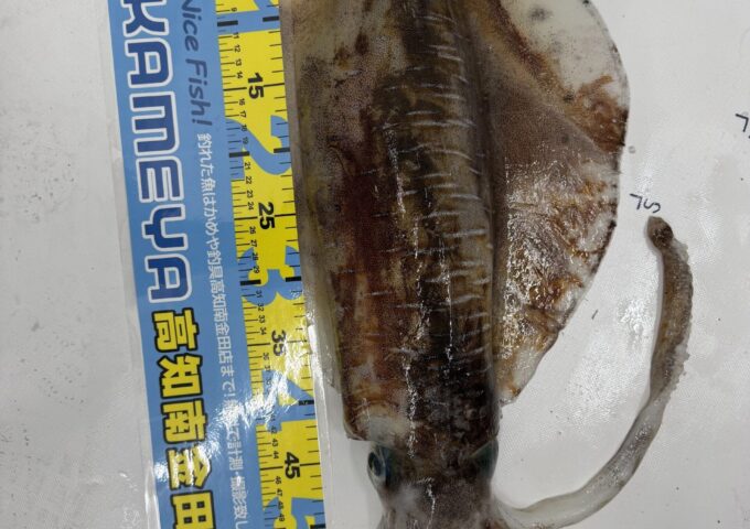 ティップランも好調です！3kgオーバーも！