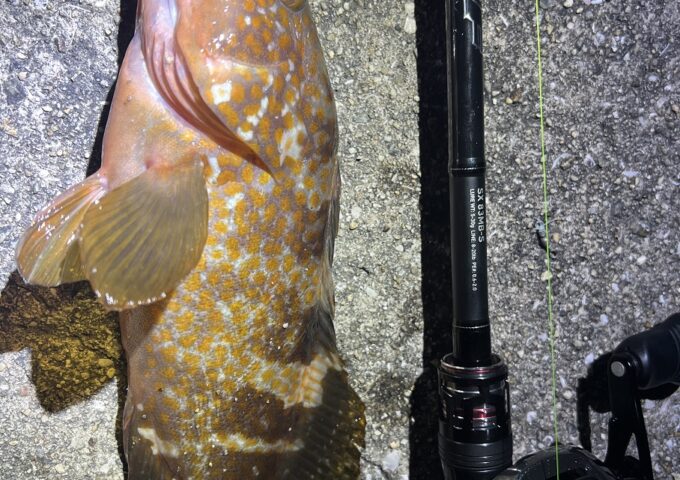 アコウ釣れてます‼