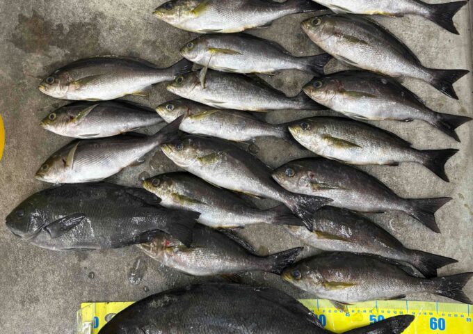 お客様からの釣果写真になります(武者泊)