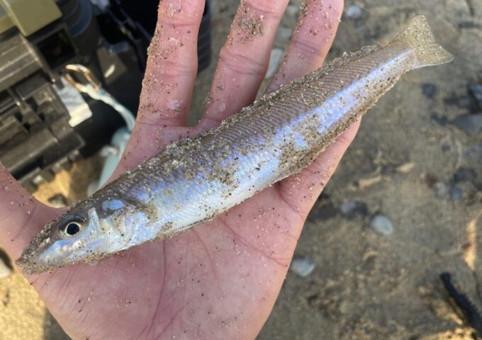 キス釣れてます！