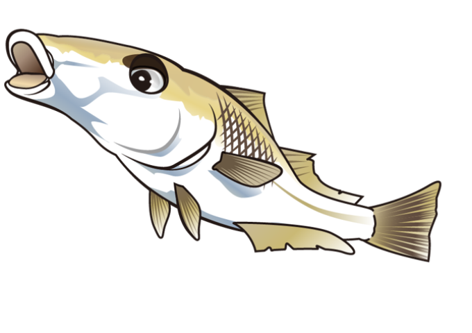 ちょい投げ釣りにてキスの釣果