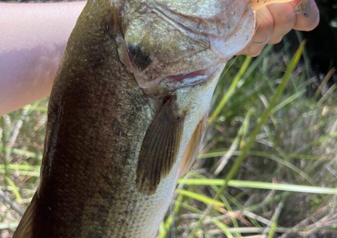 ブラックバス✨数もサイズも釣れてます🎣