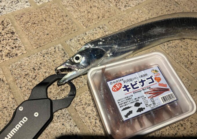 洲本方面にて太刀魚の釣果