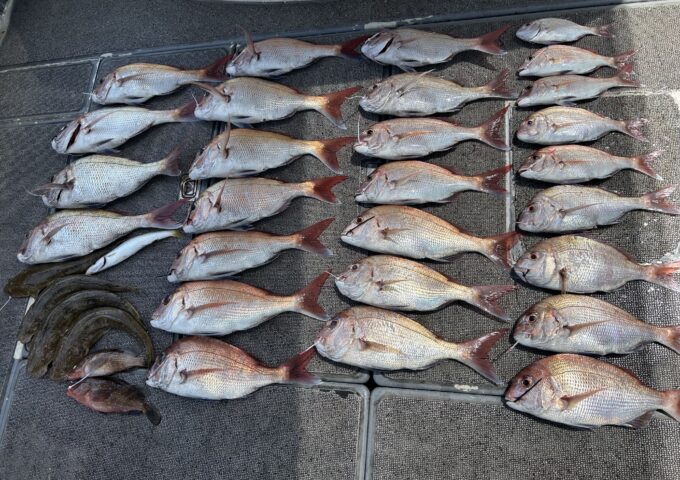 タイラバ釣れてますよ！