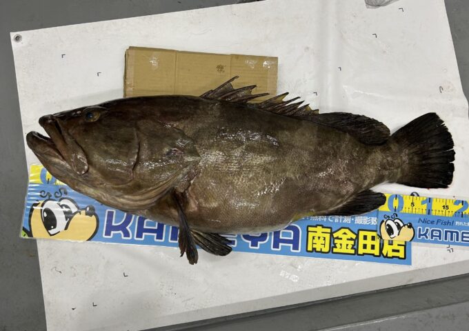 室戸泳がせ釣りでクエ釣れてます！