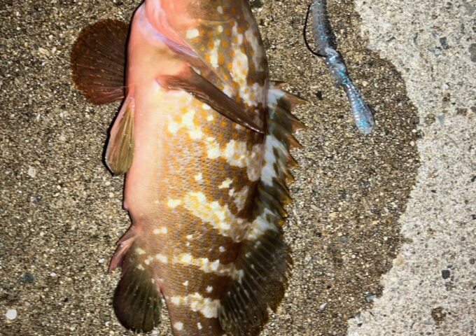 アコウ釣れてます！