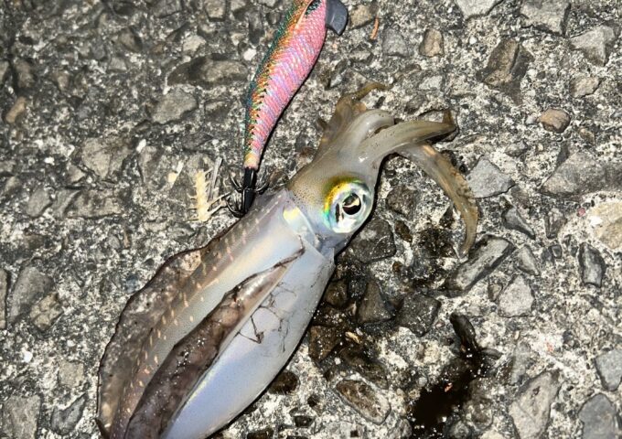 秋アオリシーズン到来