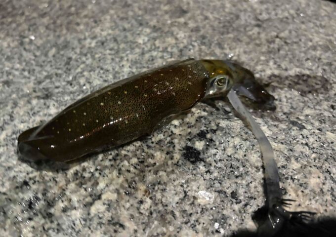 高松近郊にてアオリイカまだまだ釣れております。